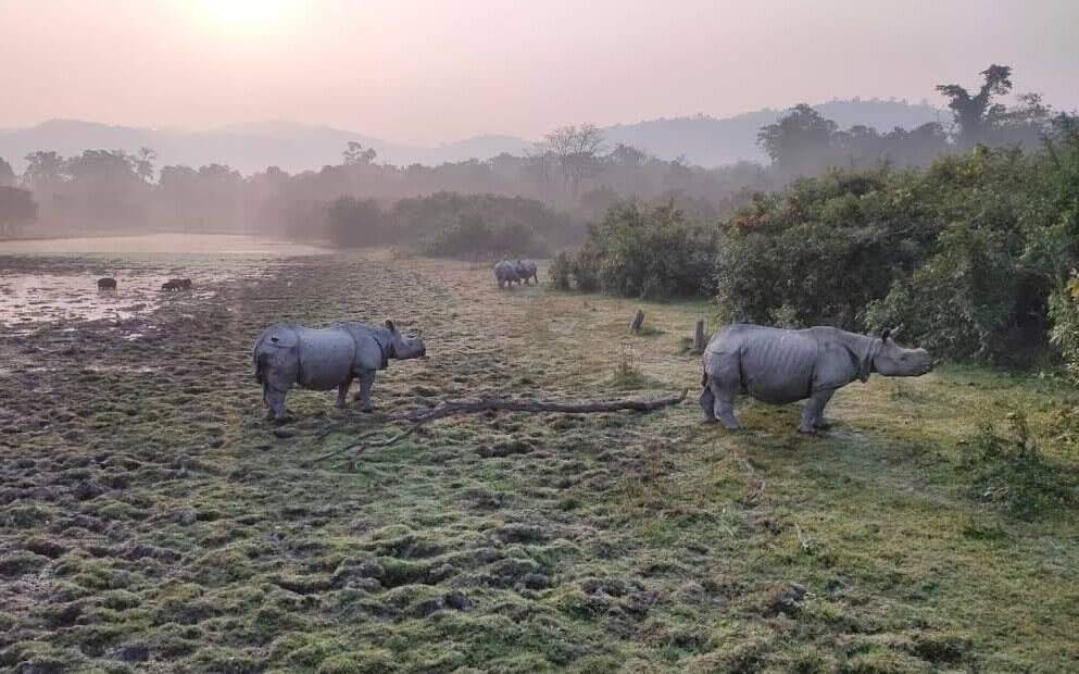 Kaziranga Safari