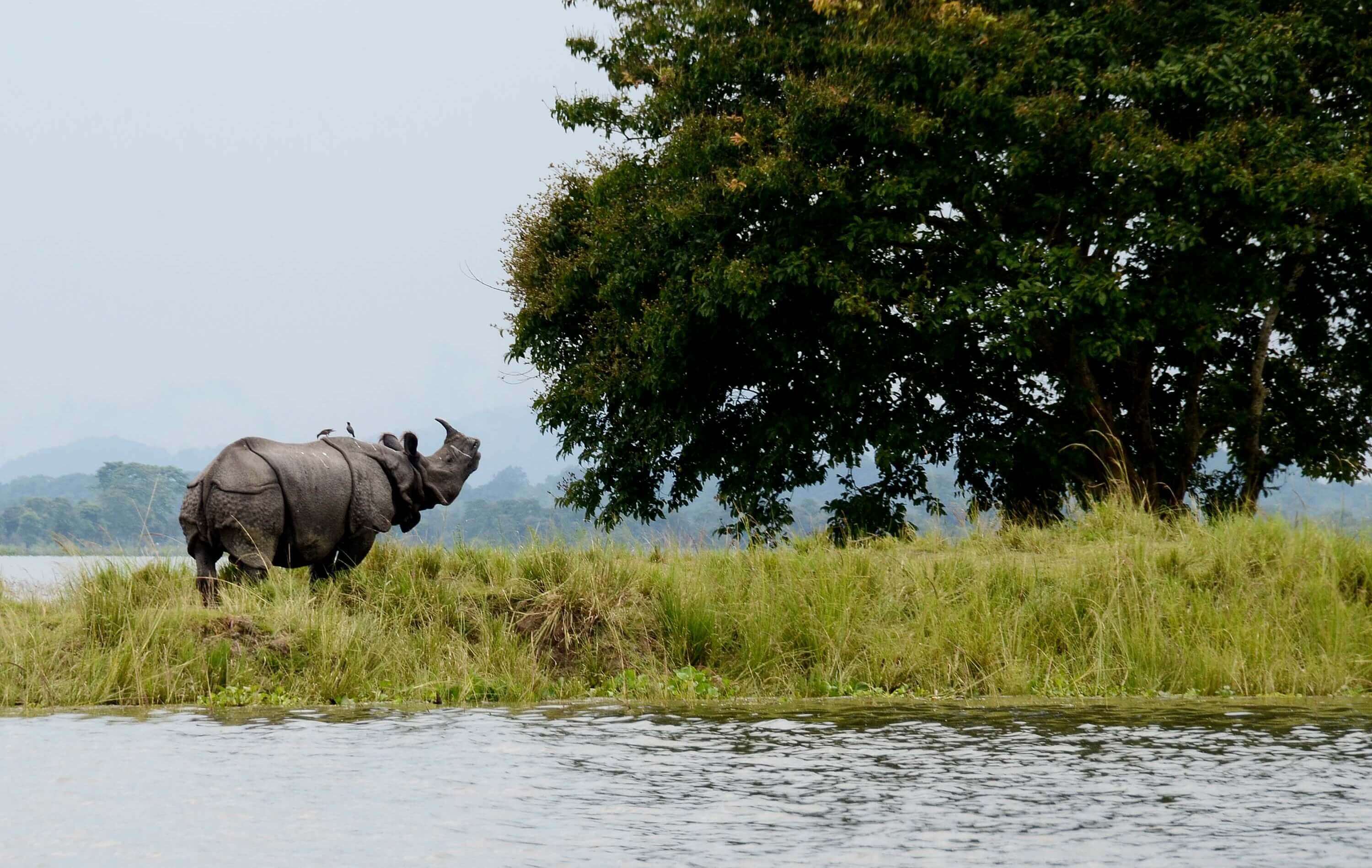 Kaziranga
