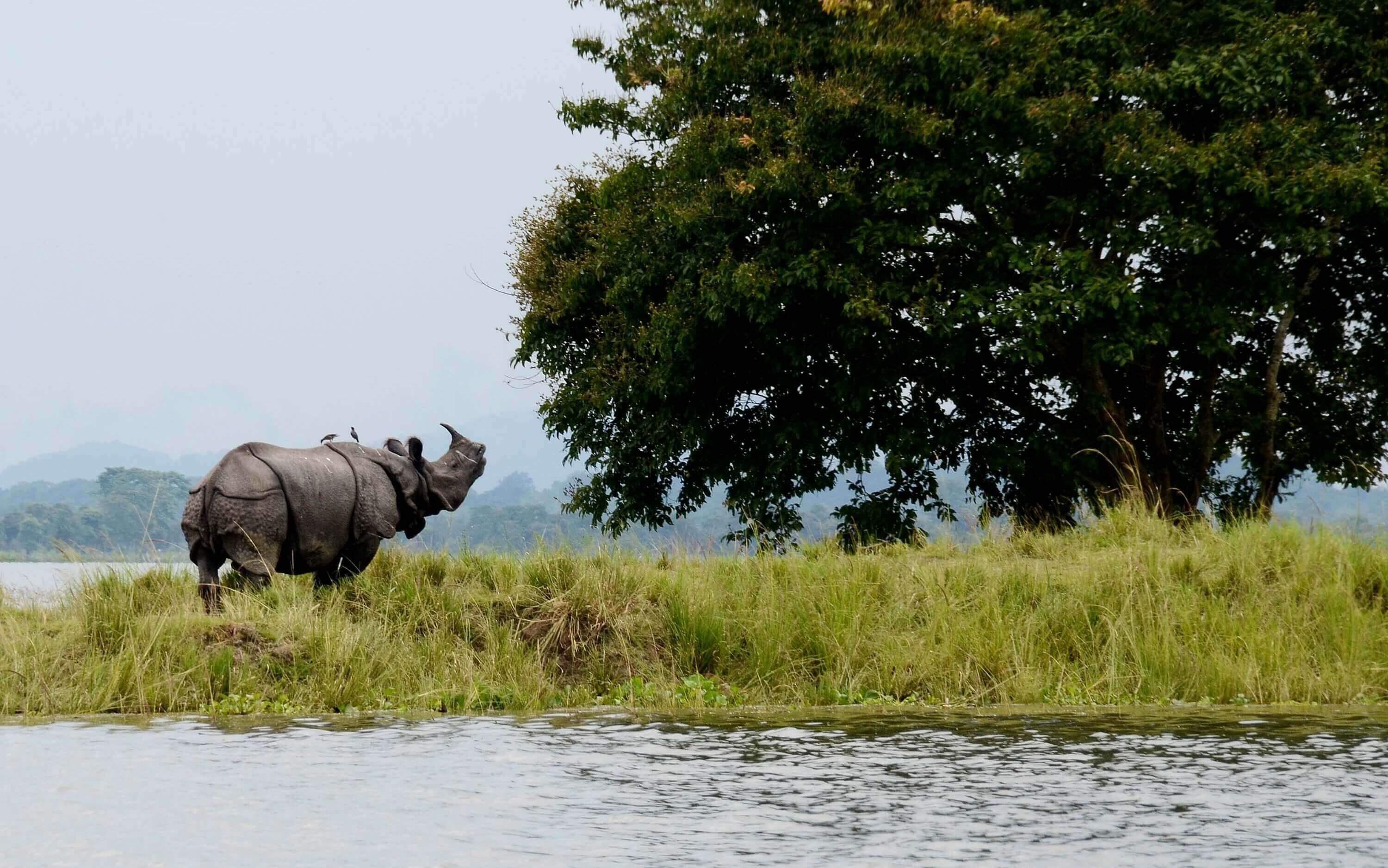 Kaziranga Safari